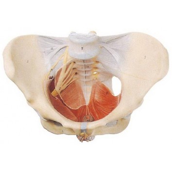 FEMALE PELVIS WITH MUSCLES & SOFT ORGANS